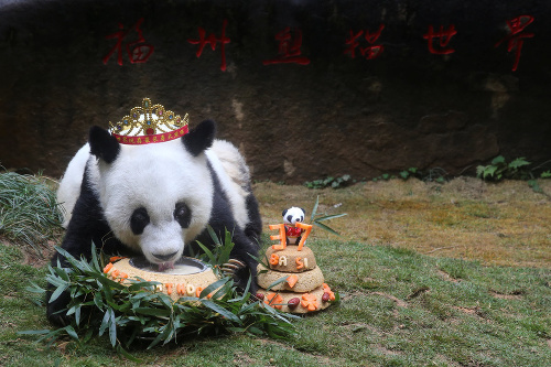 Panda Basi si na narodeninovej torte z bambusu, pšenice, kukurice a múky pochutila.