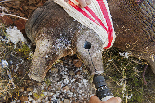 Lovci chytajú nosorožce aj pre rohy, bez ktorých by neprežili.