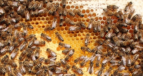 Včela je pre človeka prospešný hmyz. 