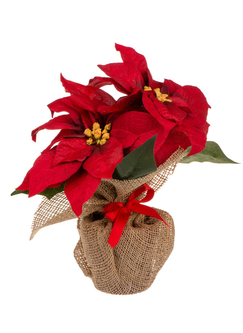 Artificial red poincettia flower in pot wrapped in sackcloth isolated -christmas decoration.