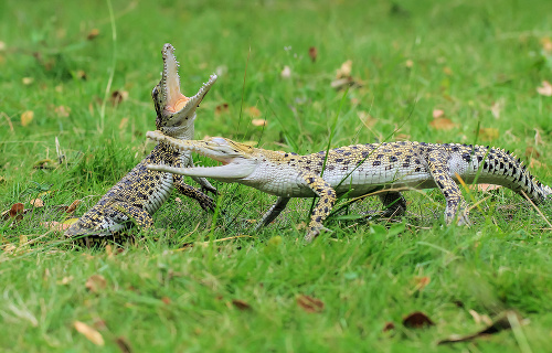 Fotograf z Indonézie Tanto Yensen (37) nafotil v prírode dva malé krokodíly, ktoré mali očividne veľmi dobrú náladu. 