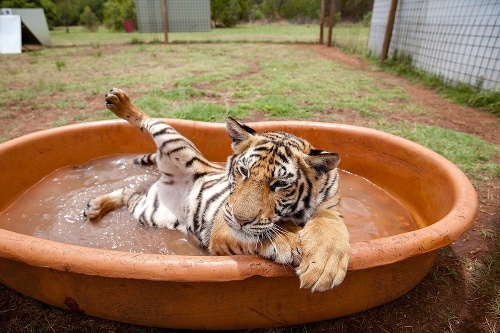 Hotový luxus: Tiger si potrpí na hygienu vo vlastnej vani.