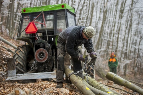 Spolupráca: Nalinkované drevo sa potom priviaže reťazami za traktor a zvlečie z lesa von.