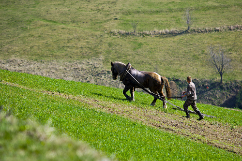 Tradičné roľníctvo: Mesto pomáha farmárom aj nulovou sadzbou za daň z pôdy a záhrad.