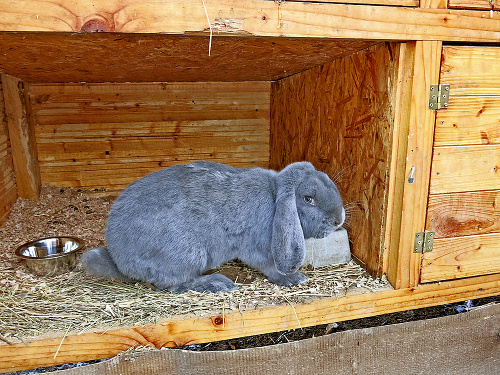 Zajac, - 20 stupňov - Obrí zajac nízke teploty prežije vďaka kožušine. 