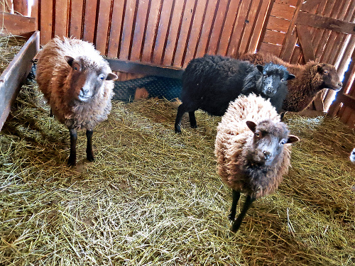 Ovce, - 15 stupňov - Quessantské miniovečky cez deň nevypúšťajú von. 
