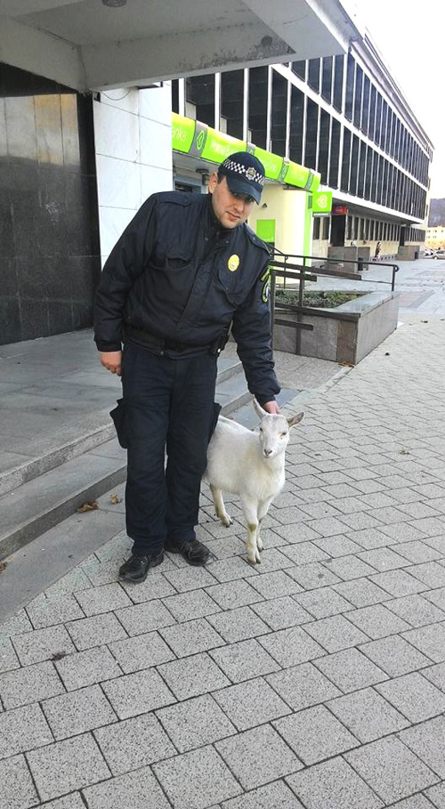 Mestský policajt s kozou, ktorá behala po centre mesta.