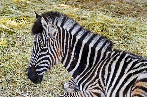 Samec zebry ako žriebätko v košickej zoo.