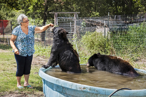Medvede majú aj svoj wellness v podobe bazénu.