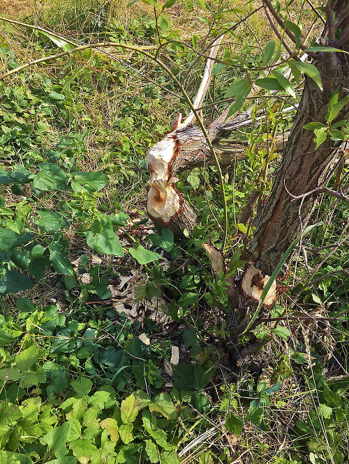 Obhryzené stromy po bobrovi ľudia objavili aj pri Šúrskom kanáli.