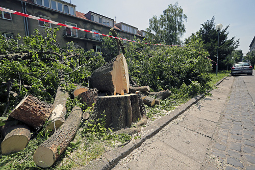 Vladimírovi (59) ktorý žije na Budovateľskej od narodenia, bolo pri výrube stromov do plaču.
