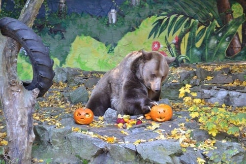 Medveď Felix mal v dyni ukryté ovocie, mäsko a vývar.