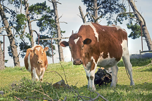 Big Moo (vpravo) je od niektorých svojich kamarátov vyšší aj o viac ako pol metra.