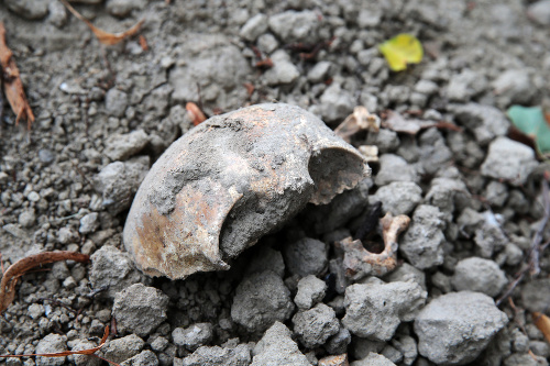 Časti končatín či lebky ležali na kope hliny. 