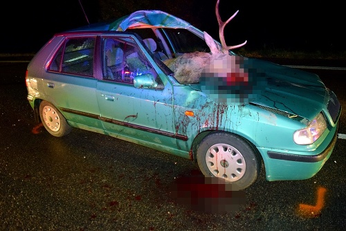 Po hrozivovyzerajúcej nehode zostal jeleň zakliesnený na sedadle spolujazdca. 