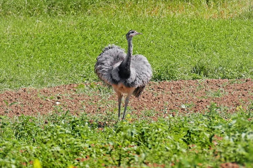 Nepolapiteľný pampúch.