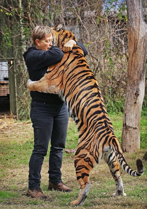 OBJATIE: Aj tiger Indira si pýta svoje...