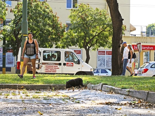 Čínske prasiatko pri Miletičke naháňali dobrovoľníci, policajti aj Sloboda zvierat.