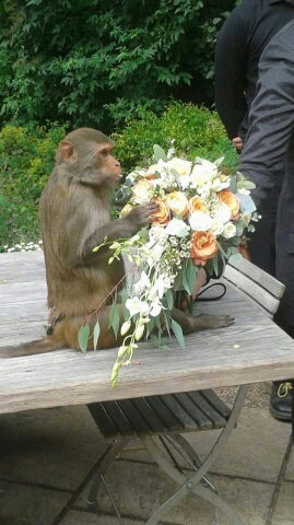 Svadobčanom robila spoločnosť opica.