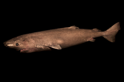 Žralok grónskyalok grónsky.