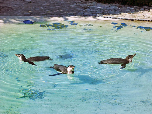 Tri malé tučniaky spoznávajú čaro plávania.