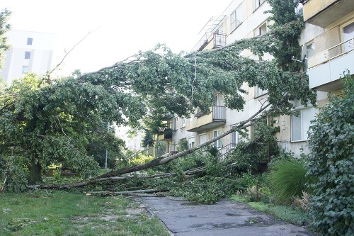 Vyvrátené stromy po silnom prívalovom daždi v Komárne.