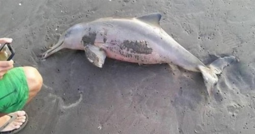 Delfín napokon zomrel. 