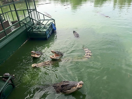 Turisti na zhrdzavenom plavidle veselo kŕmili krokodíly.