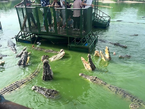 Turisti na zhrdzavenom plavidle veselo kŕmili krokodíly.