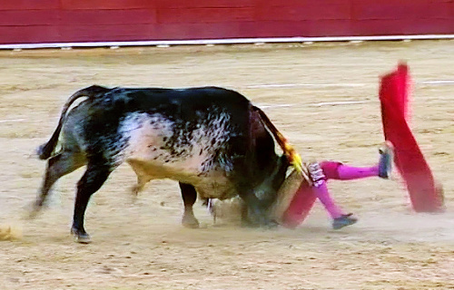 Toreador sa nedokázal agresívnemu zvieraťu vyhnúť. 