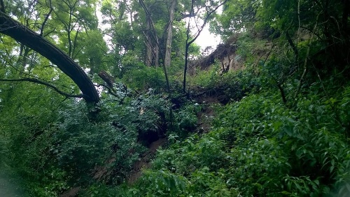 Zosuv pôdy v bratislavskom Devíne vytvoril nebezpečenstvo pádu stromov na cestu. 
