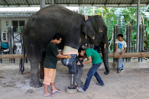 Mužrobí protézy slonom, ktorým mína odtrhla nohu.