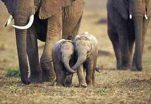 Mladý Hlohovčan túži pomáhať slonom. 