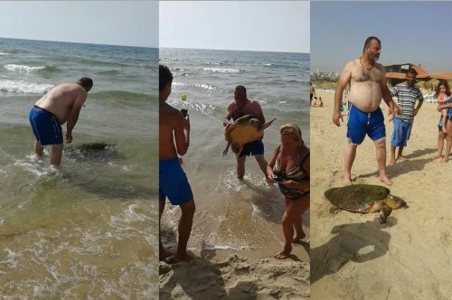 Turisti pritiahli korytnačku na pláž.