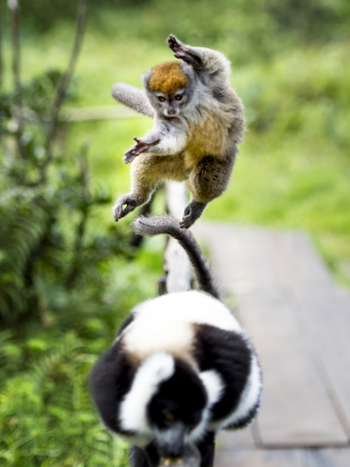 Lemur sa zrejme tiež učil kung-fu umeniu.