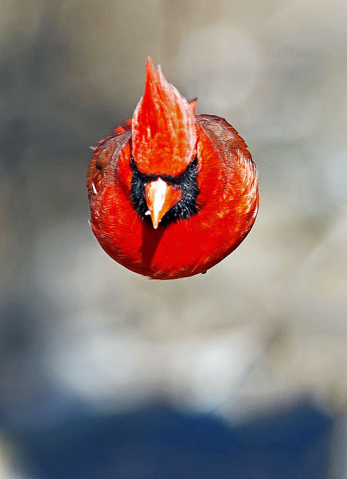 Pokiaľ ste si mysleli, že obľúbené Angry Birds existujú len v  hre, ste na omyle.