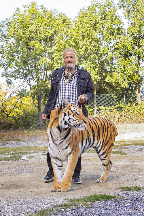 Jaromír Joo, principál cirkusu Jo-Joo vedie na nakrúcanie tigra.
