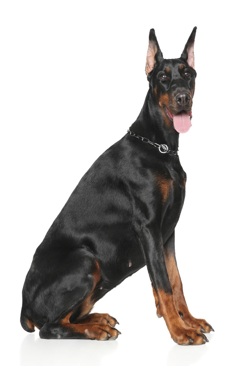 Doberman.