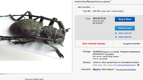 Nový druh chrobáka špekulant z Poľska predáva verejne na internete.