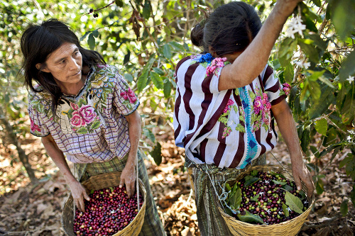 Závislí od kávy: Pre mnohé rodiny je zber kávy jediným zdrojom obživy.