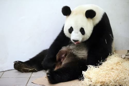 Panda Hao Hao včera priviedla na svet rozkošné mláďatko. 