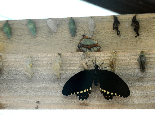 Papilio polytes.