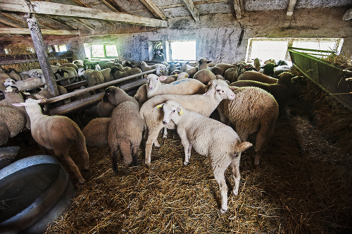 Ovčín: Mladé ovečky strávia s matkami pár týždňov, potom sa oddelia. 