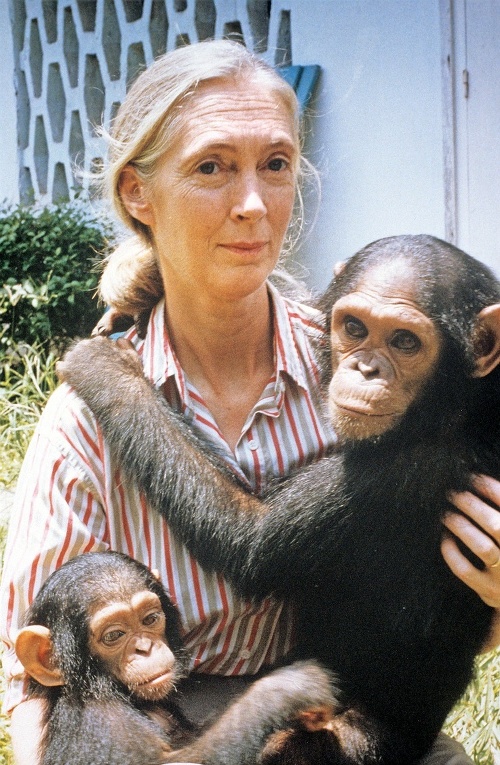 Jane fascinuje podoba šimpanzov a ľudí.
