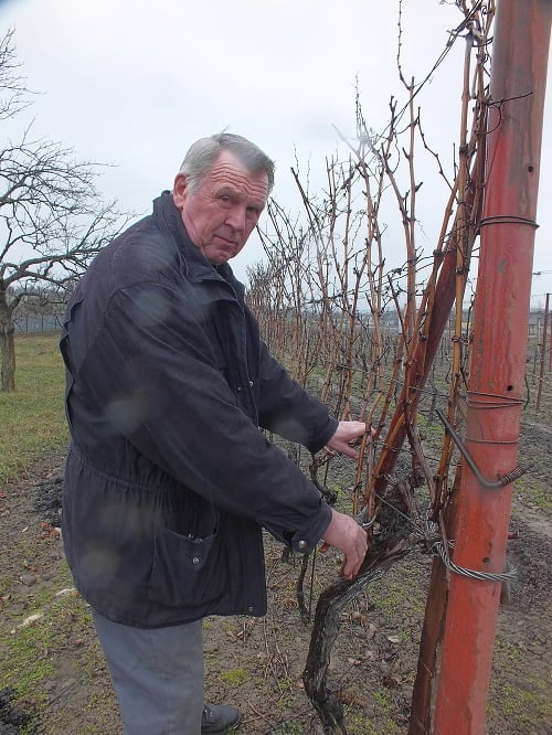 Vinohradník Mikuláš Ondo (73) z   Veľkej Tŕne už teraz dokončuje zimné strihanie vo vinici.