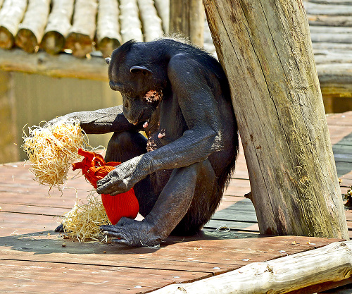 Šimpanzy a orangutany sa zabavia aj s vyplnenými handrami.