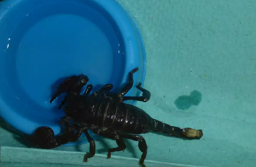 Tohto škorpióna našla obyvateľka Prahy v kúpeľni.