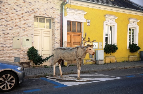 Aj s takýmto obyvateľom sa môžete stretnúť v uliciach hlavného mesta.