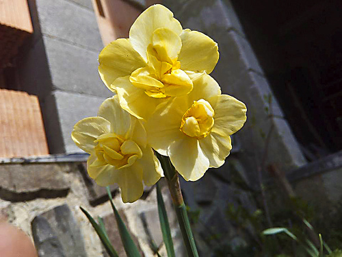 Narcis s tromi hlavičkami je raritou.