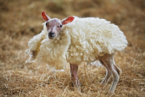 Vďaka kabátiku z ovčej vlny zapadne jahniatko medzi kamarátov.